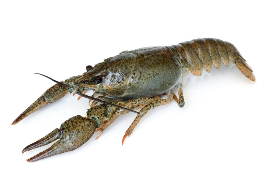 Here's an alt tag for the image: Large crayfish on white background.