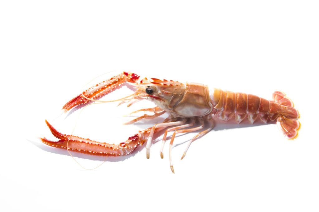Here's an alt tag for the image: `Langoustine on white background`