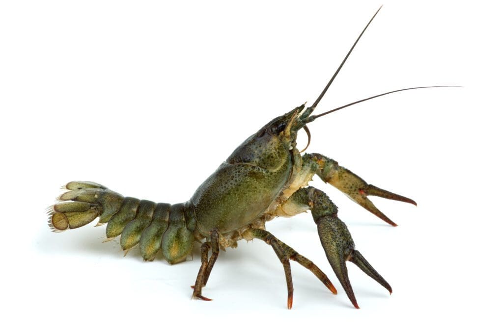 Here's an alt tag for the image: Green crayfish on white background.